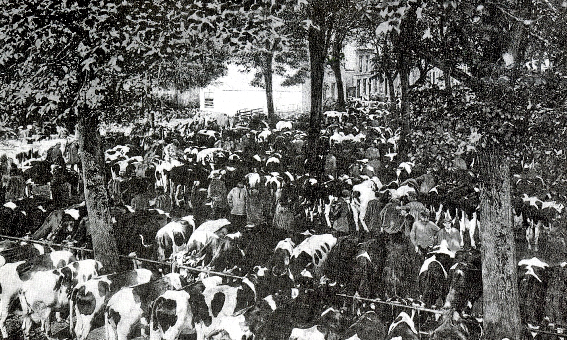 Koemarkt historische foto